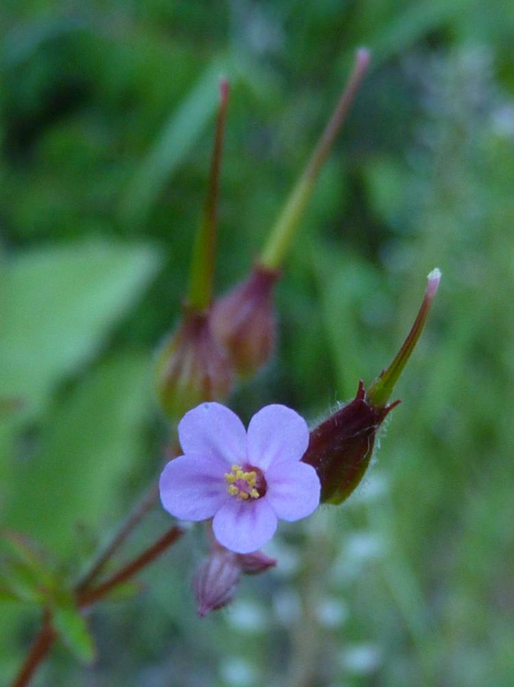 Géranium pourpre Geranium purpureum Vill., 1786