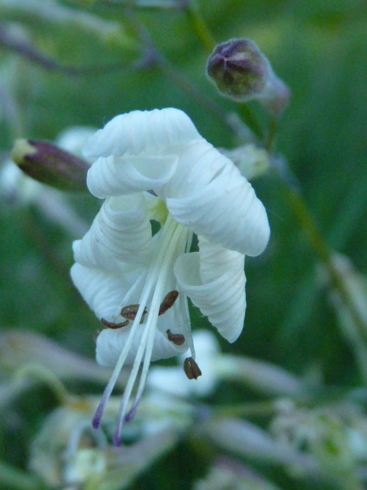 Silène d'Italie Silene italica (L.) Pers., 1805