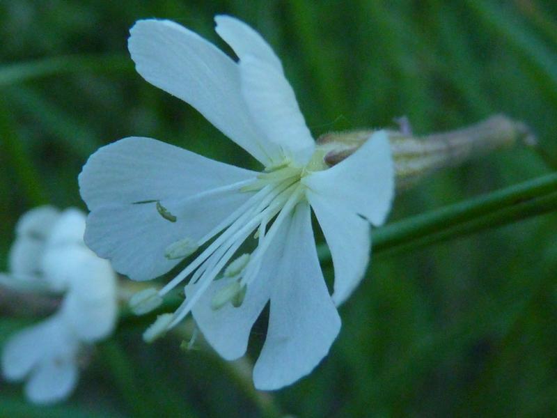 Silène d'Italie Silene italica (L.) Pers., 1805