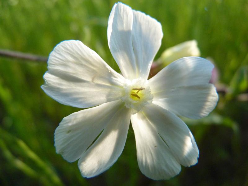 Compagnon blanc, Silène à feuilles larges Silene latifolia Poir., 1789