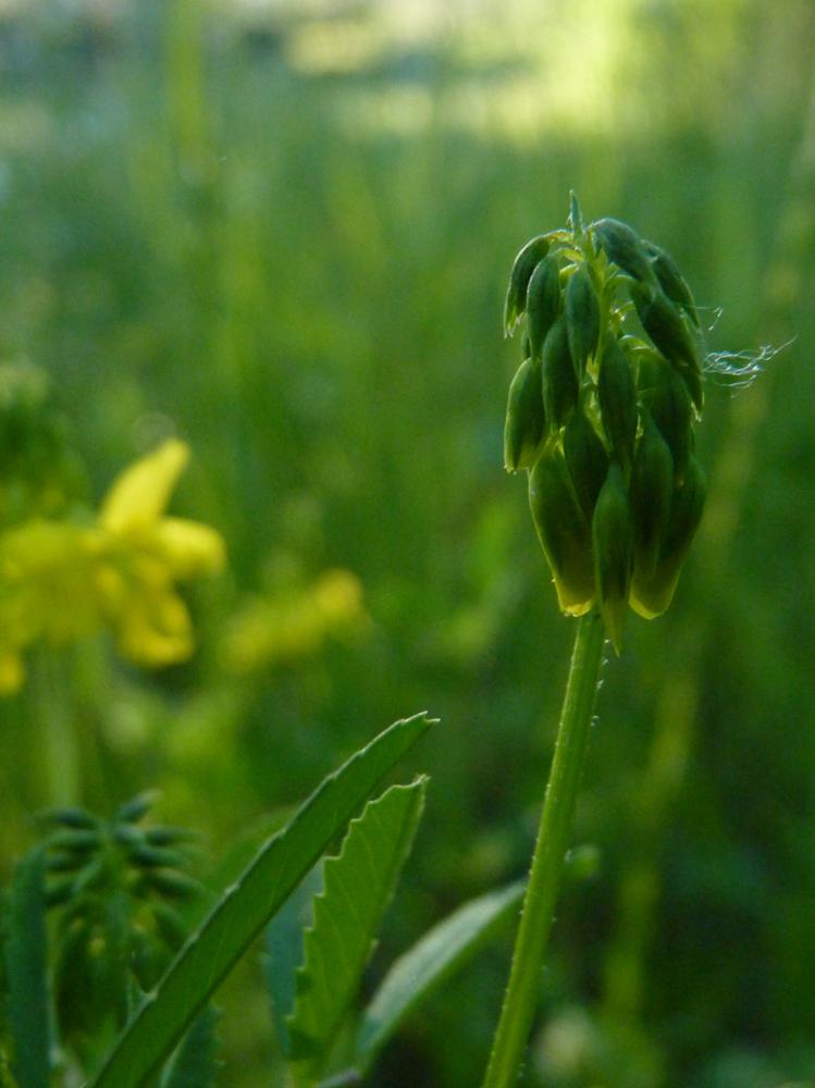 Trigonelle comestible Trigonella esculenta Willd., 1809