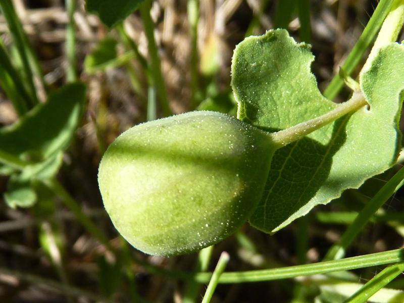 Pistoloche Aristolochia pistolochia L., 1763