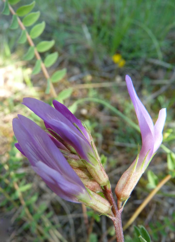 Astragale de Montpellier, Esparcette bâtarde Astragalus monspessulanus L., 1753