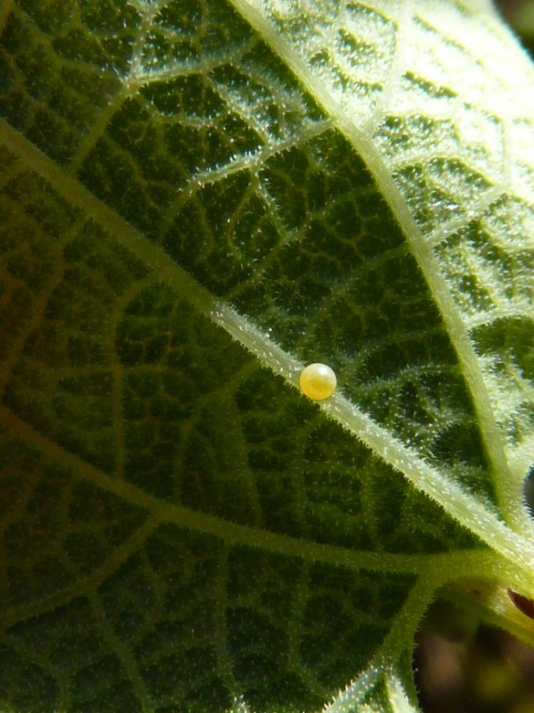 Proserpine (La), Thaïs écarlate (La), Proserpine d Zerynthia rumina (Linnaeus, 1758)