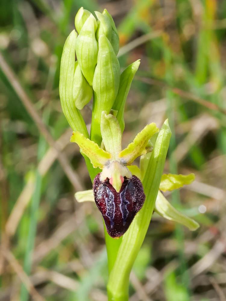 Ophrys de la passion Ophrys passionis Sennen, 1926