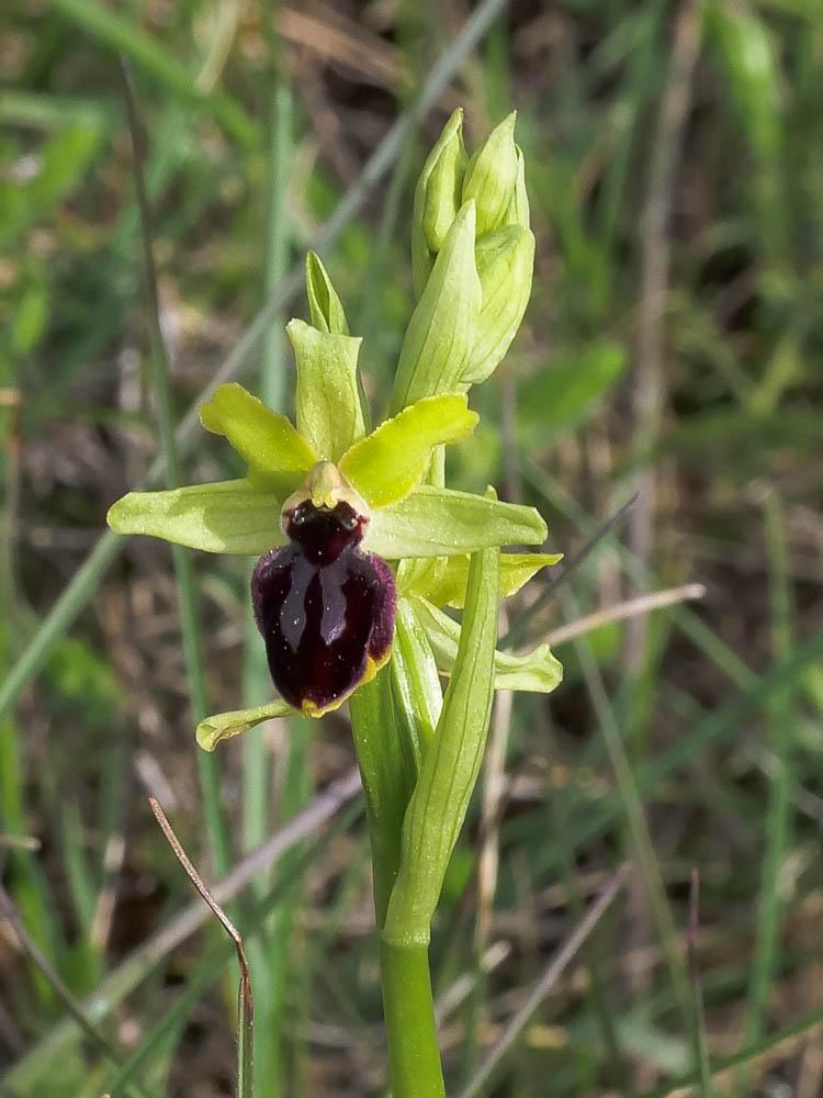 Ophrys de la passion Ophrys passionis Sennen, 1926