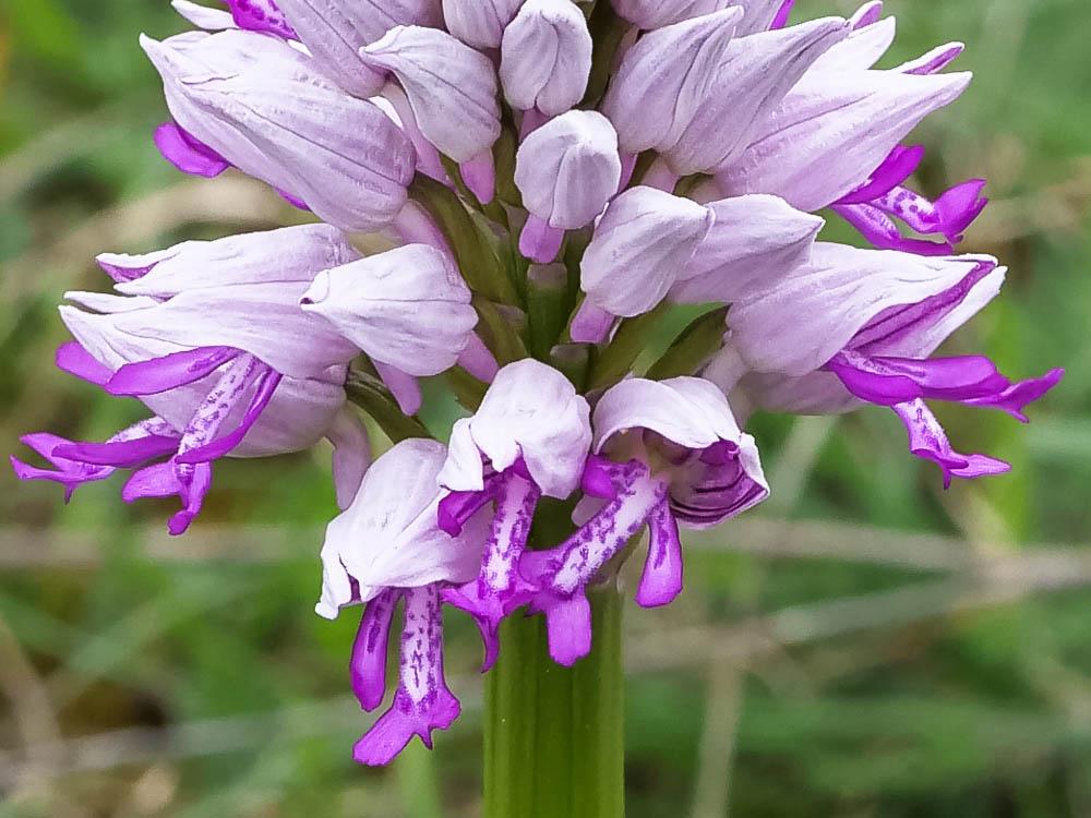 Orchis militaire, Casque militaire, Orchis casqué Orchis militaris L., 1753