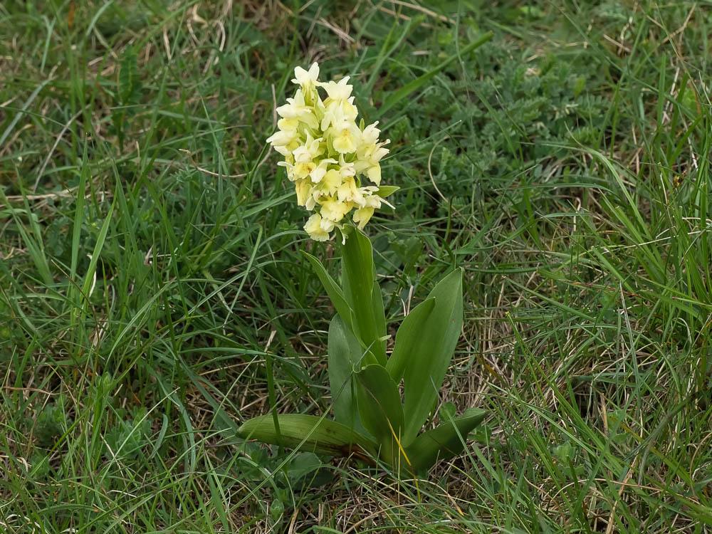 Dactylorhize à feuilles larges Dactylorhiza sambucina (L.) Soó, 1962