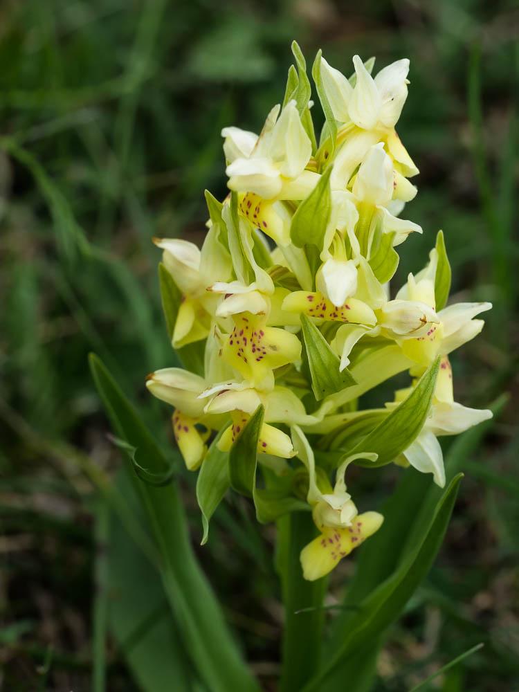 Dactylorhize à feuilles larges Dactylorhiza sambucina (L.) Soó, 1962