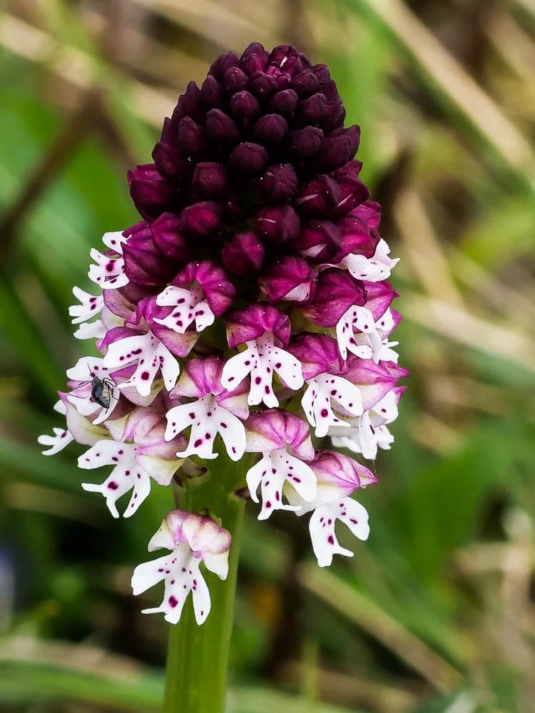 Orchis brûlé Neotinea ustulata (L.) R.M.Bateman, Pridgeon & M.W.Chase, 1997