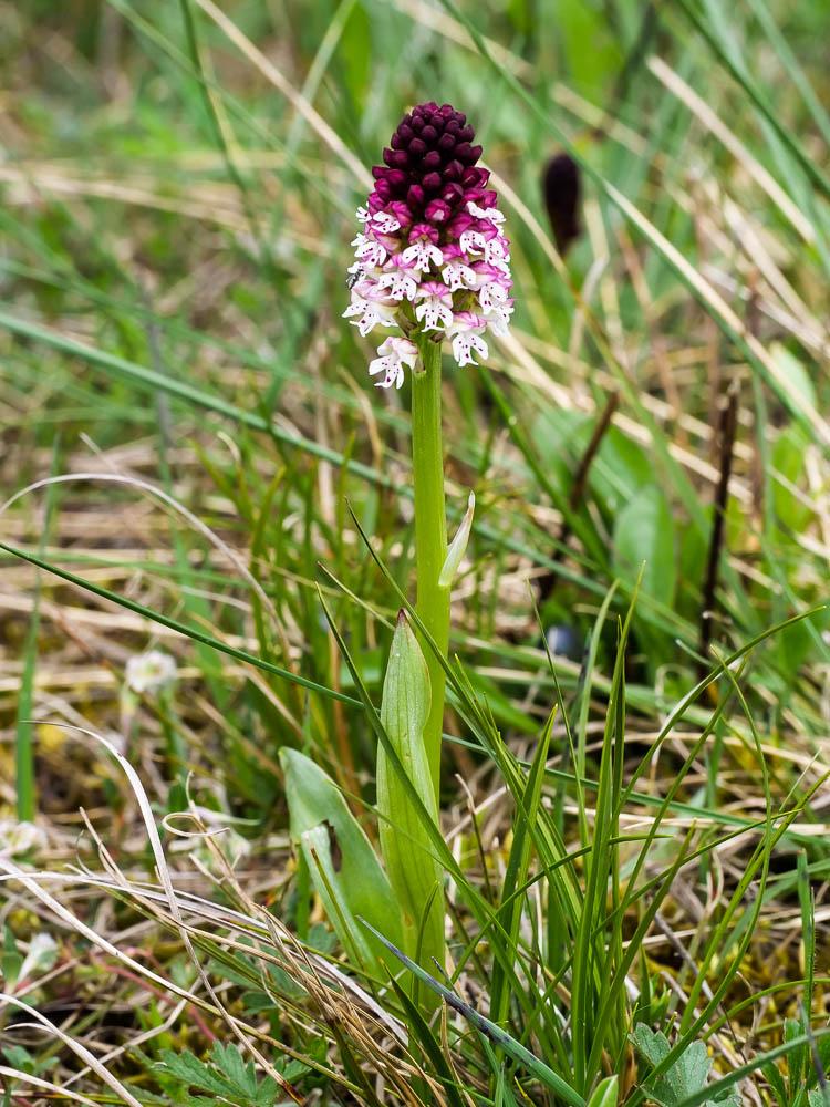 Orchis brûlé Neotinea ustulata (L.) R.M.Bateman, Pridgeon & M.W.Chase, 1997