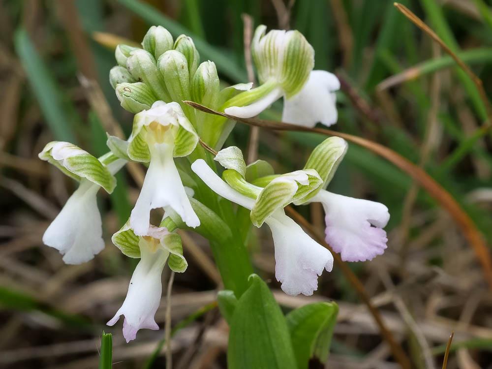 Orchis bouffon Anacamptis morio (L.) R.M.Bateman, Pridgeon & M.W.Chase, 1997