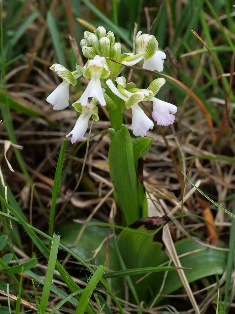 Orchis bouffon Anacamptis morio (L.) R.M.Bateman, Pridgeon & M.W.Chase, 1997