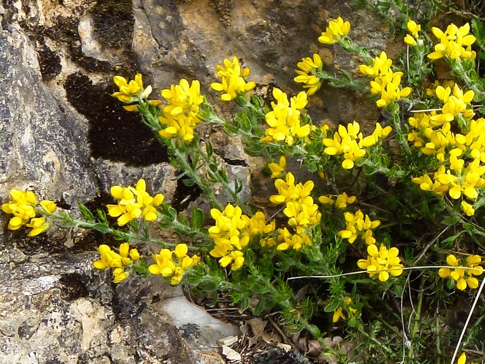 Le Petit Genêt d'Espagne, Genêt d'Espagne Genista hispanica L., 1753
