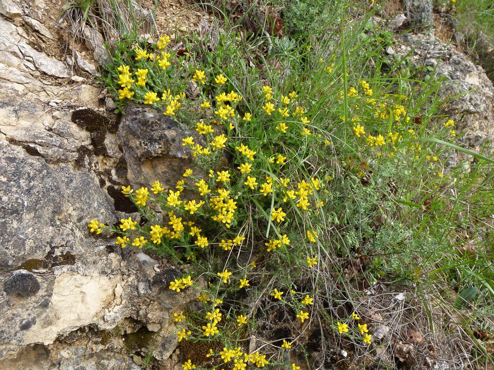 Petit Genêt d'Espagne, Genêt d'Espagne Genista hispanica L., 1753