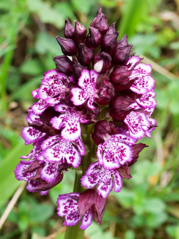 Orchis pourpre, Grivollée Orchis purpurea Huds., 1762