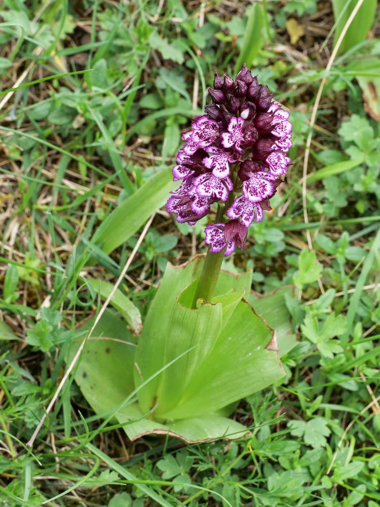 Orchis pourpre, Grivollée Orchis purpurea Huds., 1762