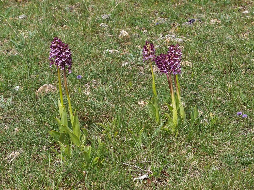 Orchis pourpre, Grivollée Orchis purpurea Huds., 1762