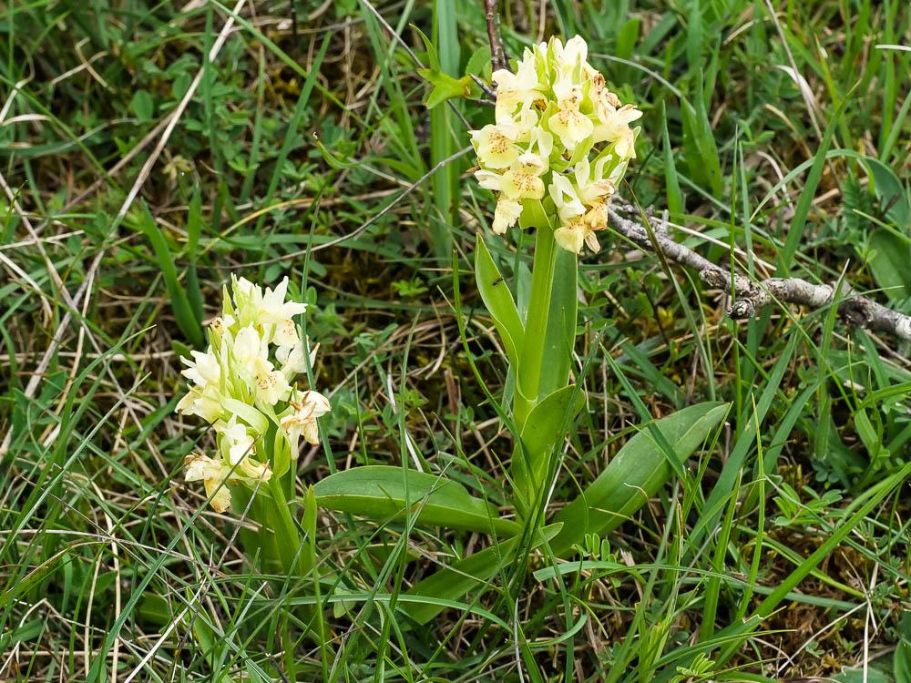 Dactylorhize à feuilles larges Dactylorhiza sambucina (L.) Soó, 1962