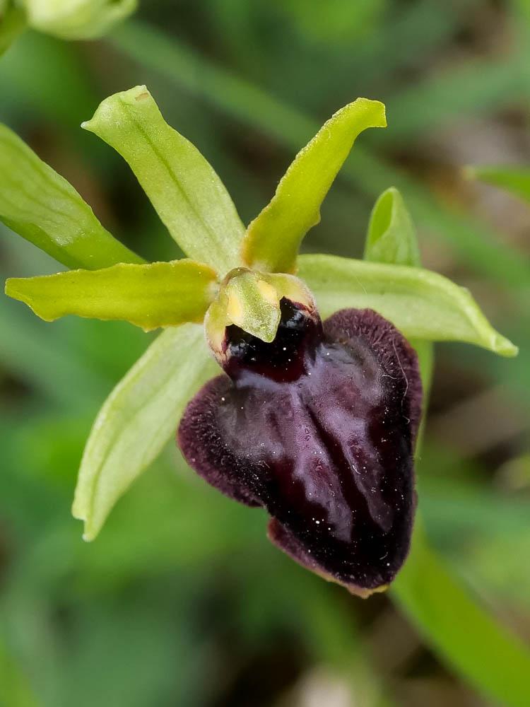 Ophrys de la passion Ophrys passionis Sennen, 1926