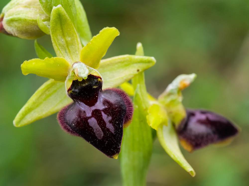 Ophrys de la passion Ophrys passionis Sennen, 1926