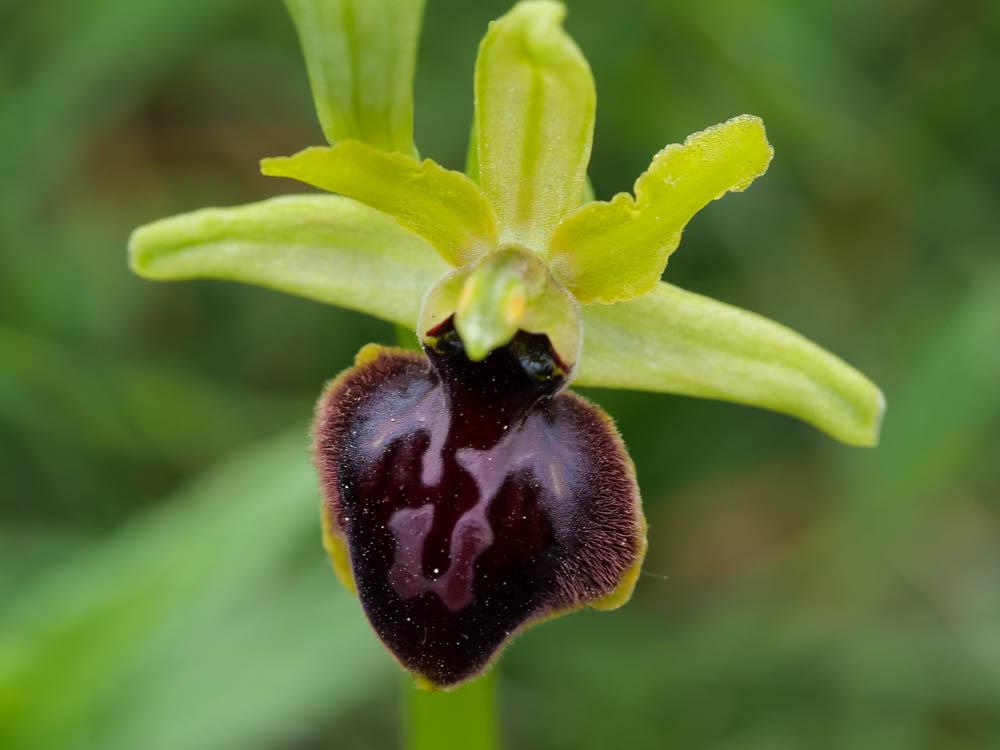 Ophrys de la passion Ophrys passionis Sennen, 1926