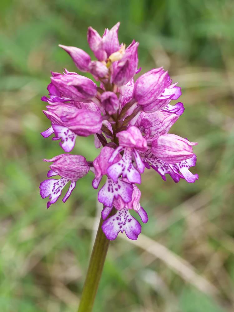 Orchis hybride Orchis x hybrida Boenn. ex Rchb., 1830