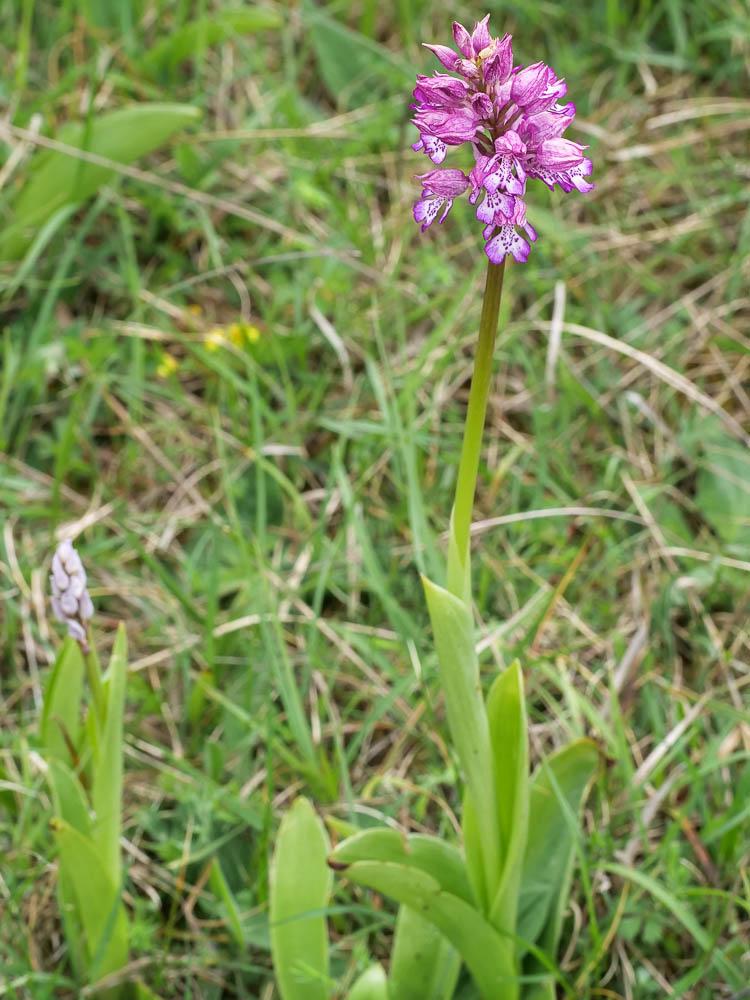Orchis hybride Orchis x hybrida Boenn. ex Rchb., 1830