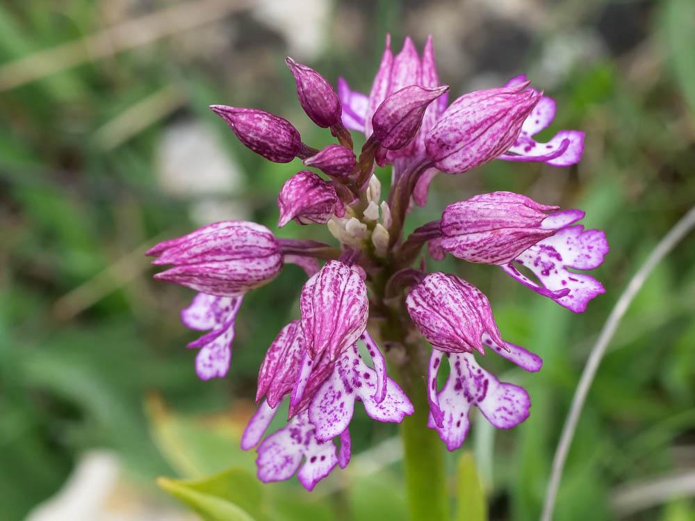 Orchis hybride Orchis x hybrida Boenn. ex Rchb., 1830