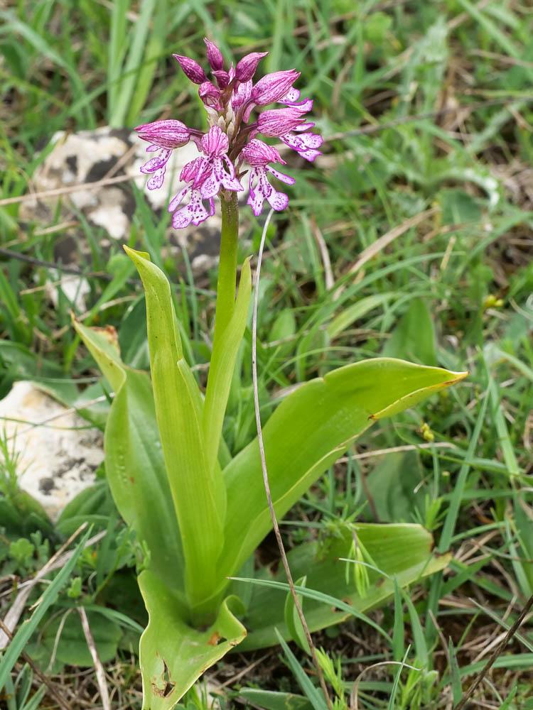 Orchis hybride Orchis x hybrida Boenn. ex Rchb., 1830