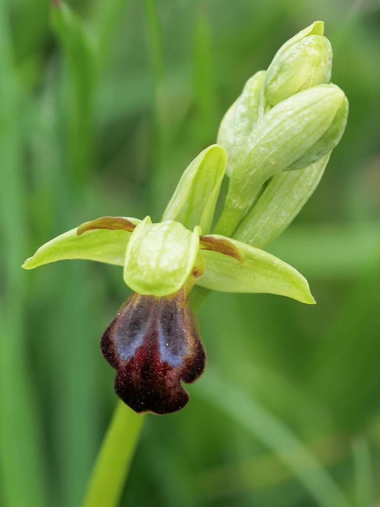 Ophrys funèbre Ophrys funerea Viv., 1824