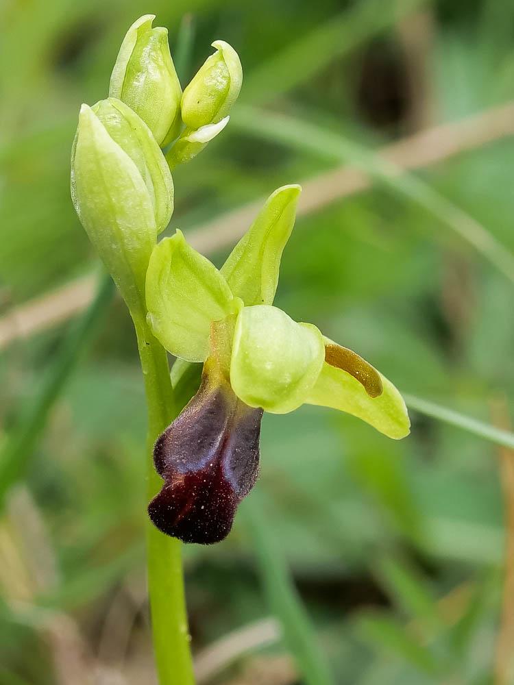 Ophrys funèbre Ophrys funerea Viv., 1824