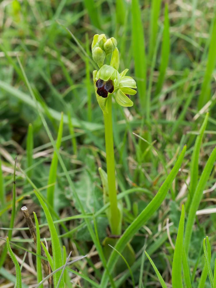 Ophrys funèbre Ophrys funerea Viv., 1824