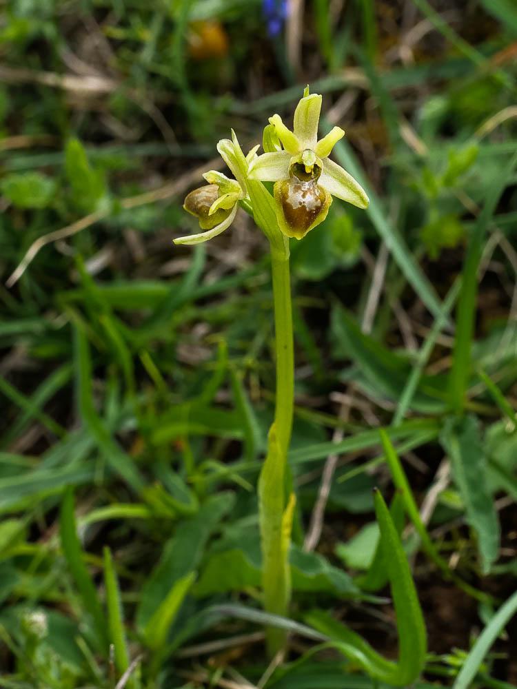 Ophrys verdissant Ophrys virescens Philippe, 1859