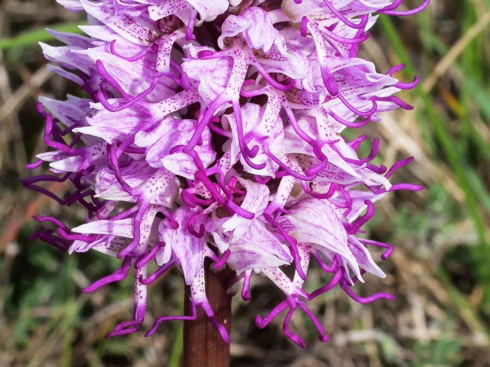 Orchis singe Orchis simia Lam., 1779