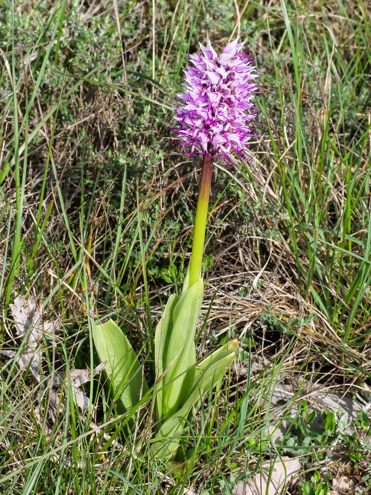 Orchis singe Orchis simia Lam., 1779