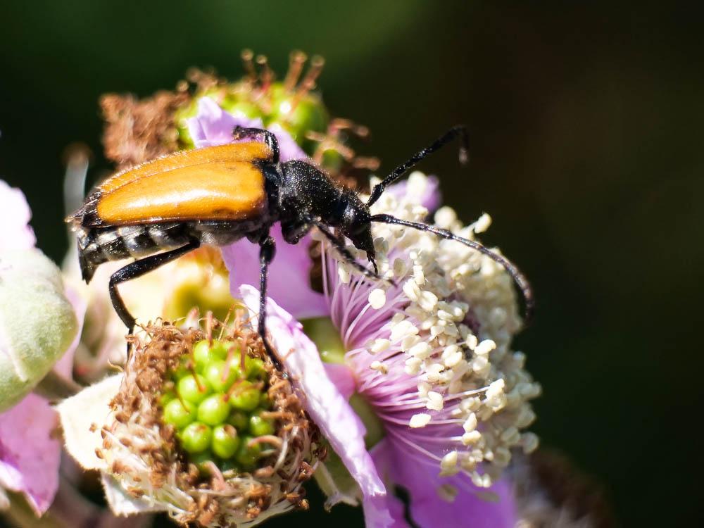 Lepture fauve Stictoleptura fulva (De Geer, 1775)
