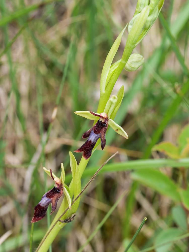 Ophrys mouche Ophrys insectifera L., 1753