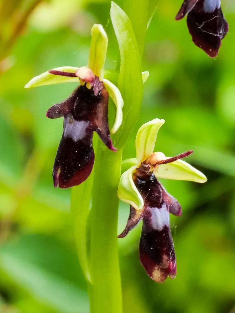 Ophrys mouche Ophrys insectifera L., 1753