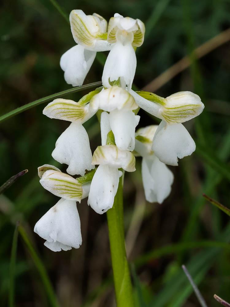 Orchis bouffon Anacamptis morio (L.) R.M.Bateman, Pridgeon & M.W.Chase, 1997