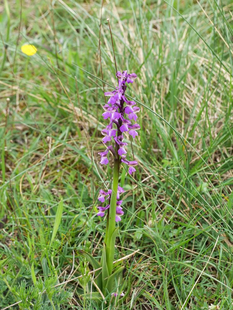 Orchis bouffon Anacamptis morio (L.) R.M.Bateman, Pridgeon & M.W.Chase, 1997