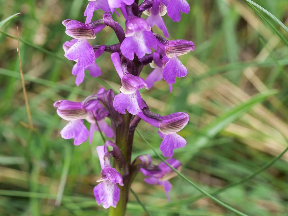 Orchis bouffon Anacamptis morio (L.) R.M.Bateman, Pridgeon & M.W.Chase, 1997