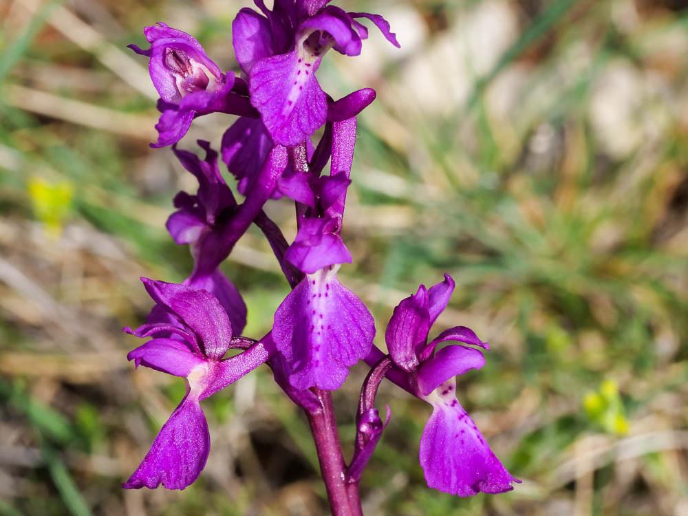 Orchis mâle, Herbe à la couleuvre Orchis mascula (L.) L., 1755