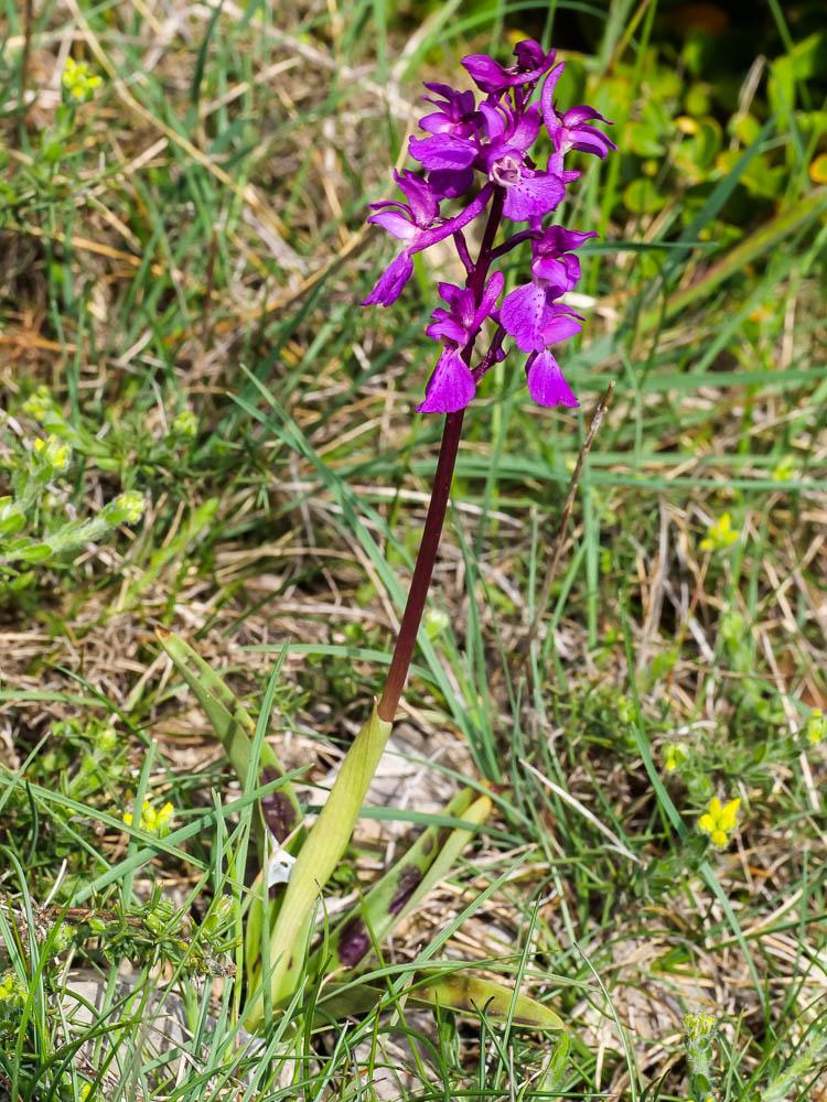 Orchis mâle, Herbe à la couleuvre Orchis mascula (L.) L., 1755