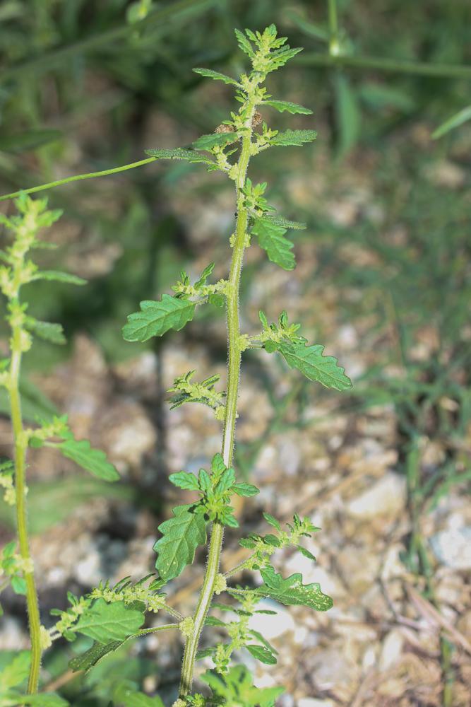 Chénopode couché Dysphania pumilio (R.Br.) Mosyakin & Clemants, 2002