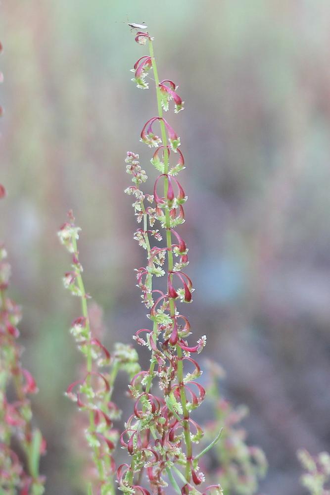 Oseille tête-de-bœuf, Rumex Tête-de-boeuf Rumex bucephalophorus L., 1753
