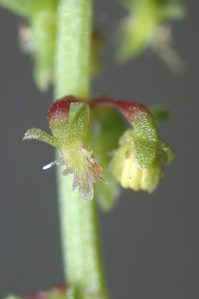 Oseille tête-de-bœuf, Rumex Tête-de-boeuf Rumex bucephalophorus L., 1753