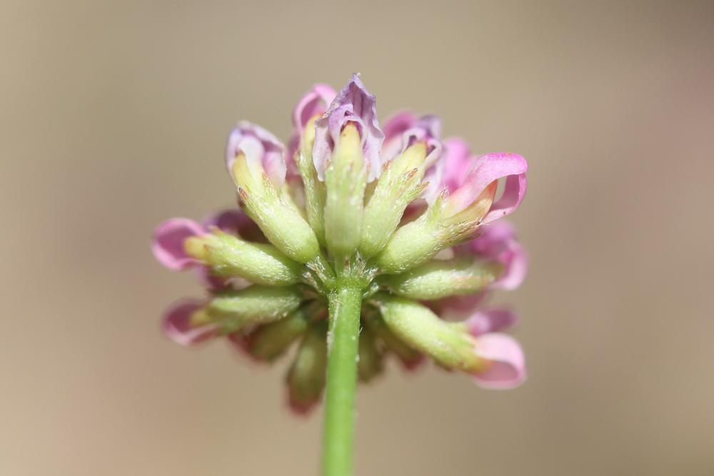 Anthyllis de Gérard, Anthyllide de Gérard Dorycnopsis gerardi (L.) Boiss., 1840