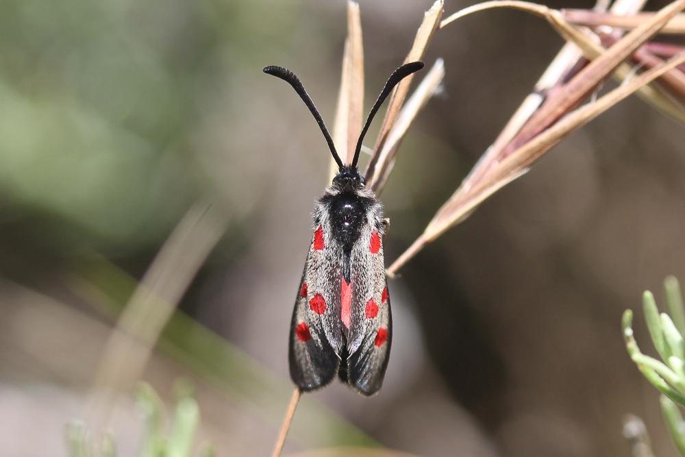 Zygène corse (La), Zygène tyrrhénienne (La) Zygaena corsica Boisduval, 1828