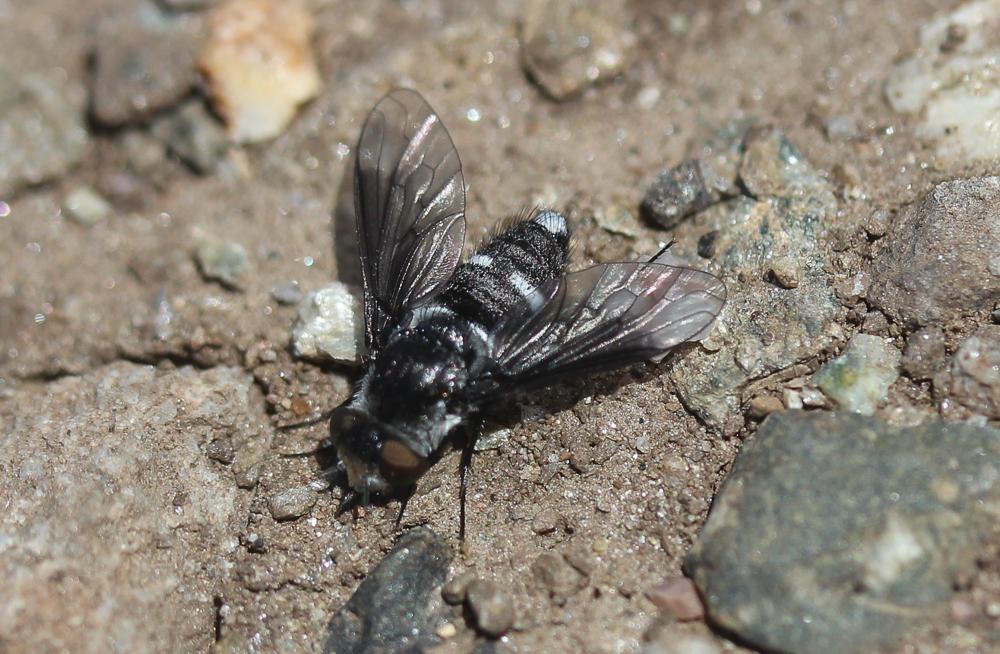  Chalcochiton holosericea (Fabricius, 1794)